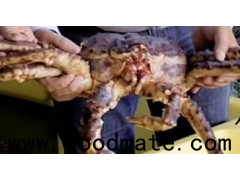 Live red king crab