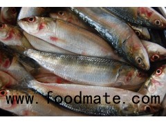 Whole Round Frozen Sardine fish