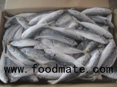 Frozen Horse Mackerel