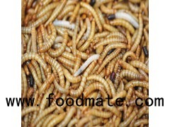 Dried Silkworm Pupae for Animal Feed