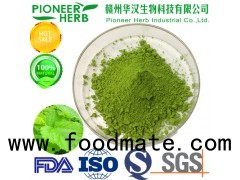 green mulberry leaf powder mulberry leaf matcha