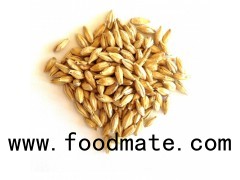 Barley Grains