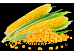 YELLOW CORN (Maize)