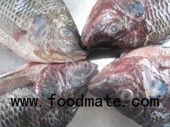 Tilapia Whole GS frozen