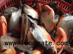 Red Pomfret Frozen