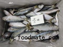 indian mackerel