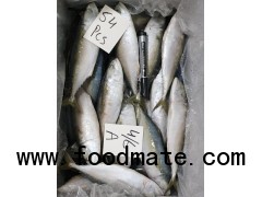 frozen mackerel