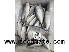 INDIAN MACKEREL