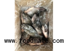 Frozen Tilapia whole round