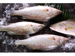 Fuyuantong Food Manufacturer--Supply Deep Sea Bass